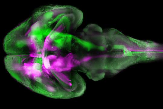 Fluoreszenz-Mikroskopische Aufnahme