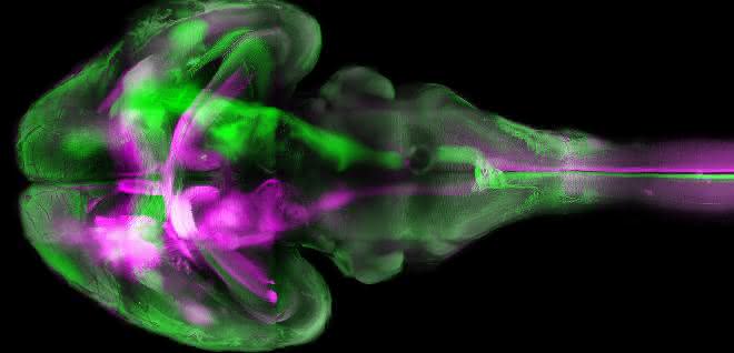 Das Gehirn einer Maus - aufgenommen mit Fluoreszenz-Mikroskopie unter Nutzung der "Tissue Clearing"-Technik zum Transparent-Machen von Gewebe. Fluoreszenz-Mikroskopische Aufnahme