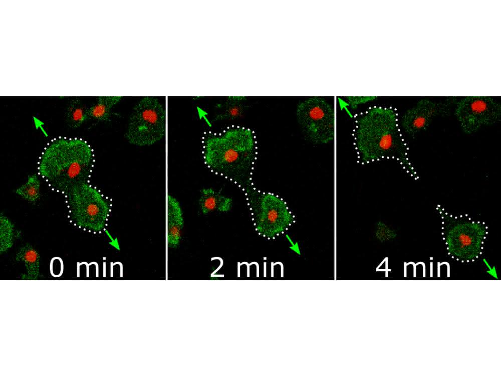 Videomikroskopie einer Zellteilung durch Proteinwellen in einem 0,05 x 0,06 Millimeter großen Bildausschnitt. Die Proteinwellen sind grün gefärbt, die Zellkerne rot. Die Wellen bewegen sich in Pfeilrichtung und teilen so die Zelle in zwei Tochterzellen. Bilder aus Videomikroskopie