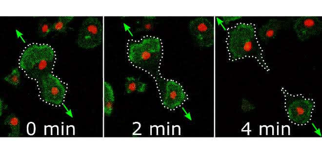 Videomikroskopie einer Zellteilung durch Proteinwellen in einem 0,05 x 0,06 Millimeter großen Bildausschnitt. Die Proteinwellen sind grün gefärbt, die Zellkerne rot. Die Wellen bewegen sich in Pfeilrichtung und teilen so die Zelle in zwei Tochterzellen. Bilder aus Videomikroskopie