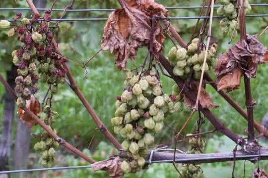 Weinreben mit Pilzerkrankung
