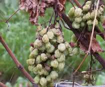 Die Esca-Krankheit wird durch Pilze ausgelöst und kann zum Absterben von Trieben oder ganzen Weinreben und damit zu erheblichen wirtschaftlichen Einbußen führen. Weinreben mit Pilzerkrankung
