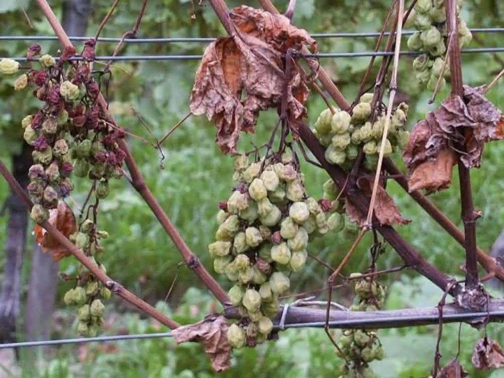 Weinreben mit Pilzerkrankung