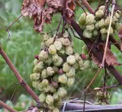Weinreben mit Pilzerkrankung
