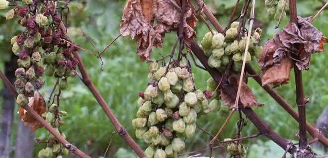Die Esca-Krankheit wird durch Pilze ausgelöst und kann zum Absterben von Trieben oder ganzen Weinreben und damit zu erheblichen wirtschaftlichen Einbußen führen. Weinreben mit Pilzerkrankung