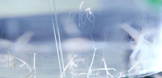 Süßwasserpolyp Hydra