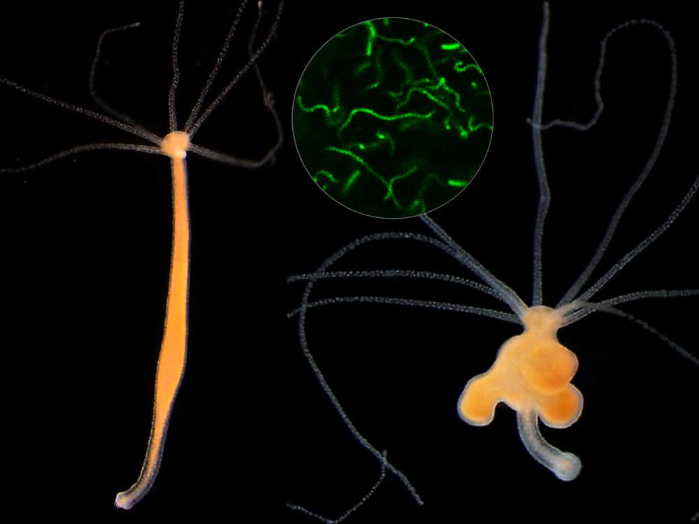 Süßwasserpolyp Hydra mit und ohne Tumoren und Bakterien.