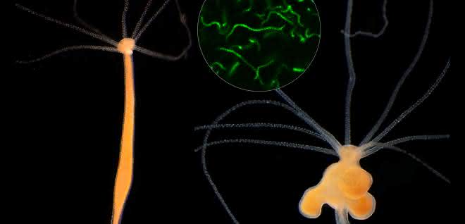 Süßwasserpolyp Hydra mit und ohne Tumoren und Bakterien.