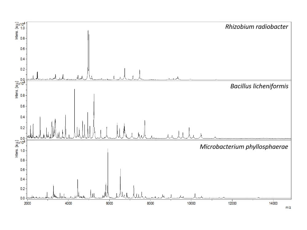 MALDI-TOF-Massenspektren: Proteinprofile der Bakterienarten Rhizobium radiobacter, Bacillus licheniformis und Microbacterium phyllosphaerae