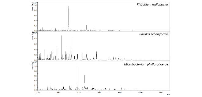 Bild 1: Mit den Augen des MALDI-TOF-MS gesehen, haben die drei Bakterienarten Rhizobium radiobacter, Bacillus licheniformis und Microbacterium phyllosphaerae völlig verschiedene Proteinprofile. MALDI-TOF-Massenspektren: Proteinprofile der Bakterienarten Rhizobium radiobacter, Bacillus licheniformis und Microbacterium phyllosphaerae