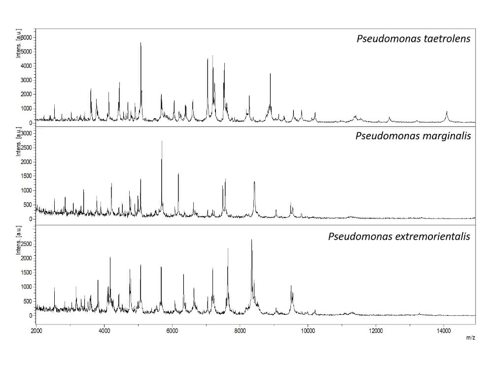 MALDI-TOF-Massenspektren zu drei Pseudomonas-Arten.