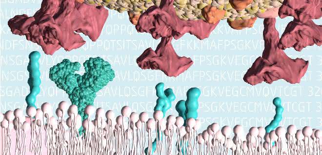 SARS-CoV-2 bindet an ACE2-Rezeptor