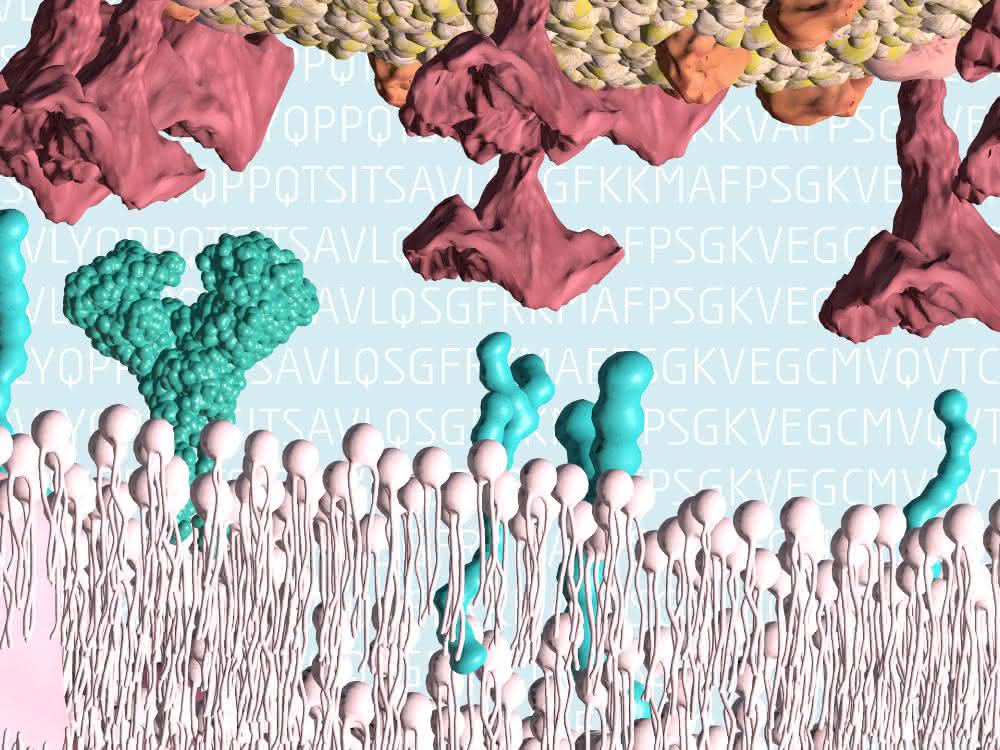 SARS-CoV-2 bindet an ACE2-Rezeptor