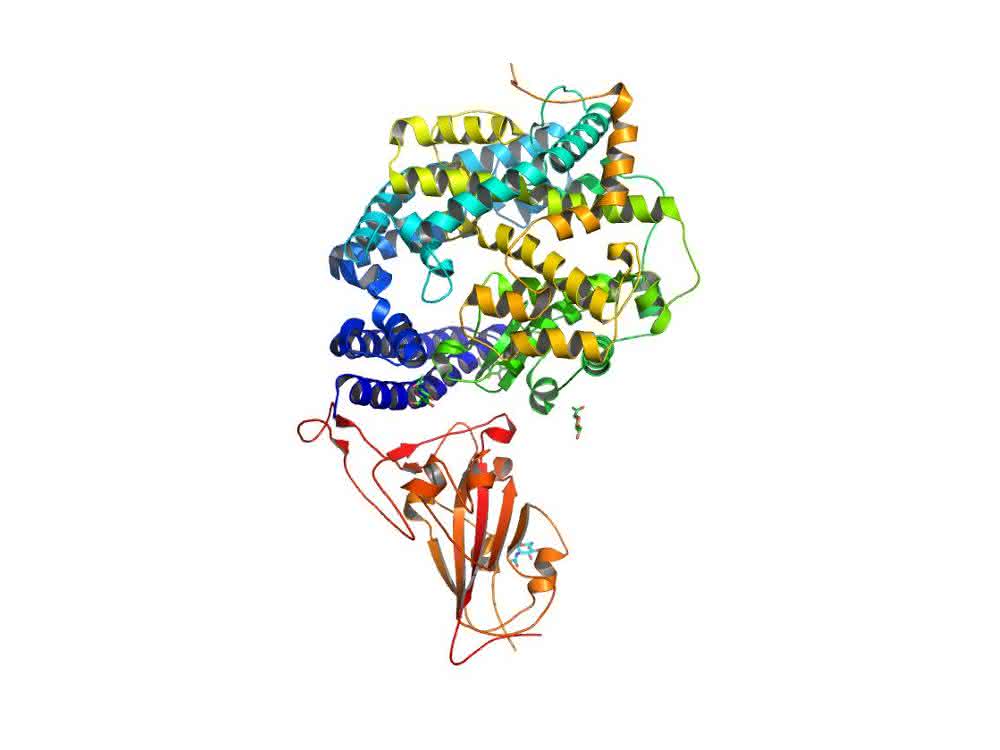 Oberflächenprotein