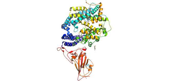 Oberflächenprotein