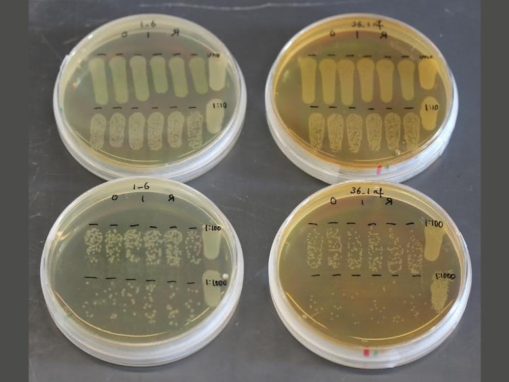 Agarplatten mit Pseudomonas-Bakterien (Versuchsreihe)