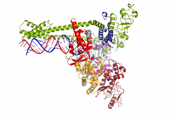 Zeichnung zur Vervielfältigung des Erbguts durch die Polymerase.