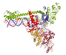 Zeichnung zur Vervielfältigung des Erbguts durch die Polymerase.