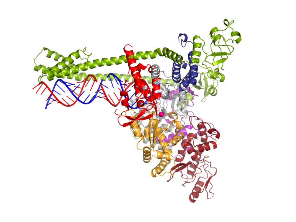 Zeichnung zur Vervielfältigung des Erbguts durch die Polymerase.