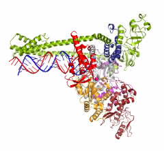 Zeichnung zur Vervielfältigung des Erbguts durch die Polymerase.