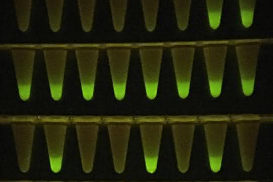 Gefäße mit fluoreszierenden Proben