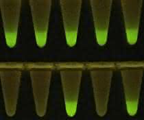 Die vor einem LED-Schirm fluoreszierenden Proben zeigen die Anwesenheit von SARS-CoV-2-RNA an, die hier mittels des neuen Schnelltestverfahrens detektiert wurde. Gefäße mit fluoreszierenden Proben
