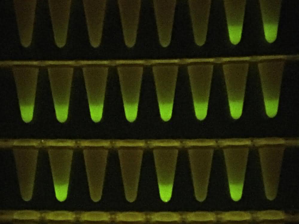 Gefäße mit fluoreszierenden Proben
