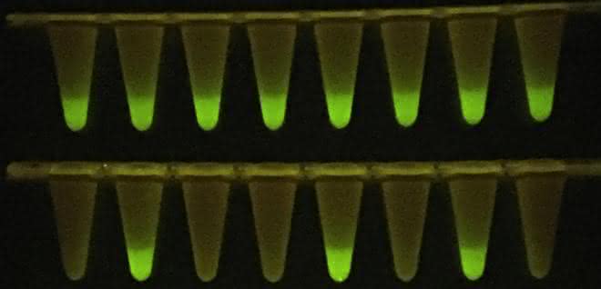 Gefäße mit fluoreszierenden Proben