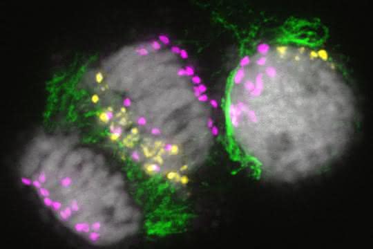 Mitotische Zellen während der Eliminierung von B-Chromosomen