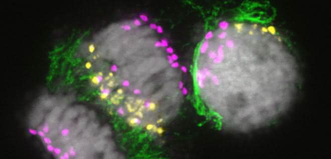 Mitotische Zellen während der Eliminierung von B-Chromosomen