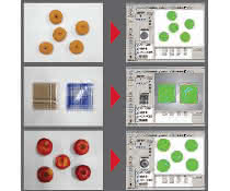 Image processing: Vision system detects irregularly shaped objects