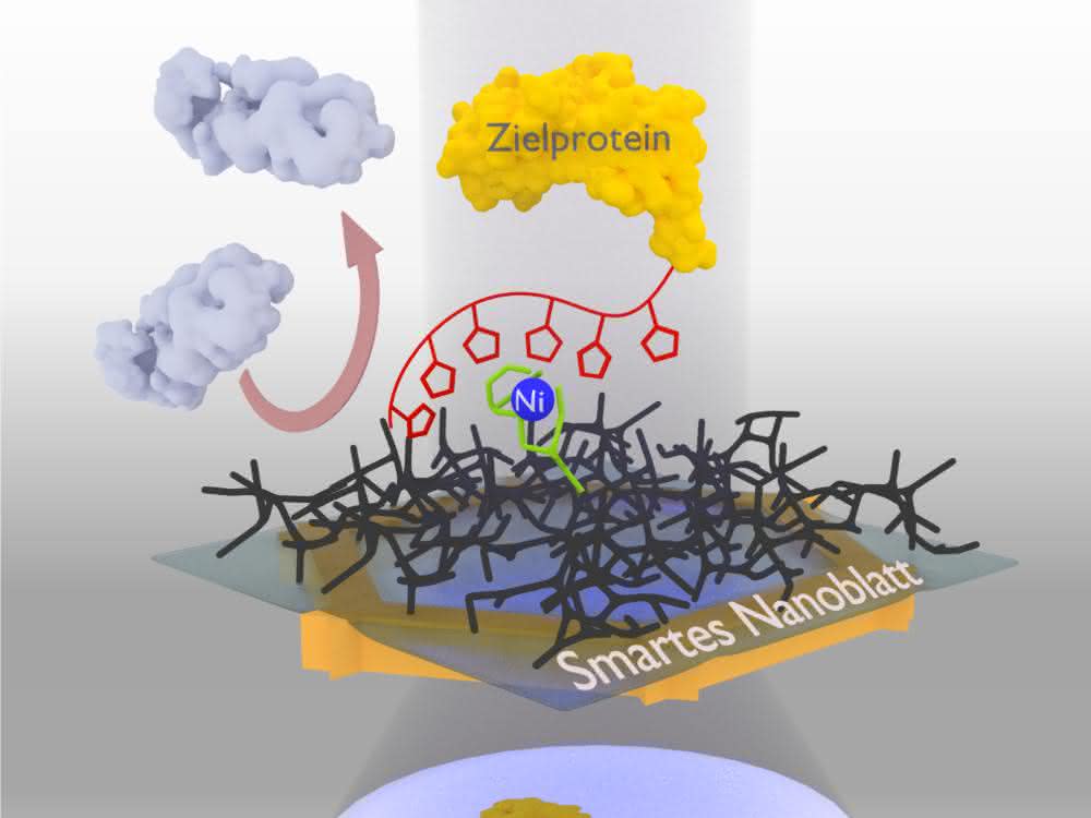 Der zu untersuchende Proteinkomplex wird mithilfe einer Markierung an das Nanoblatt gebunden Nanoblatt-Verfahren