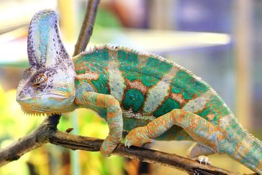 Embedded chameleon