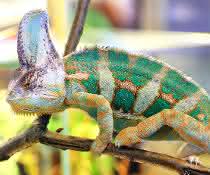 Embedded chameleon