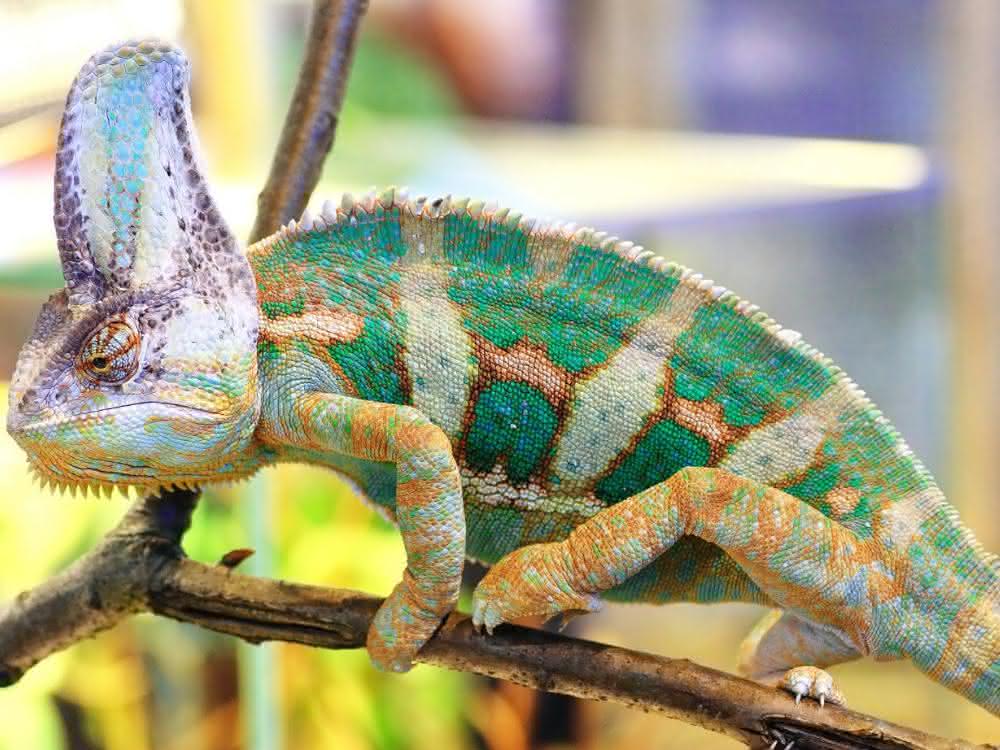 Embedded chameleon