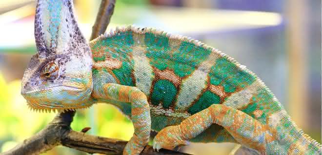Embedded chameleon