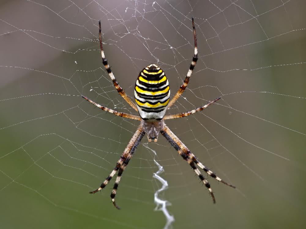 Wespenspinne Argiope bruennichi Wespenspinne Argiope bruennichi
