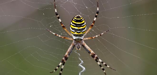 Wespenspinne Argiope bruennichi Wespenspinne Argiope bruennichi