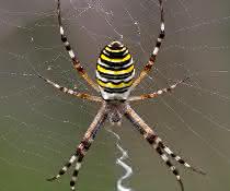 Wespenspinne Argiope bruennichi Wespenspinne Argiope bruennichi