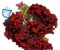 CRISPR-Cas9-Komplex mit DNA (Bild: Merck)