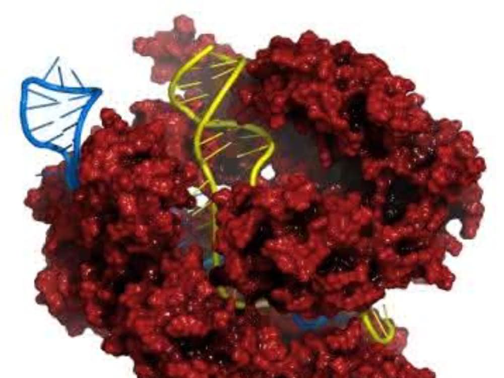 CRISPR-Cas9-Komplex mit DNA (Bild: Merck)