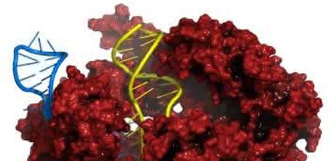 CRISPR-Cas9-Komplex mit DNA (Bild: Merck)