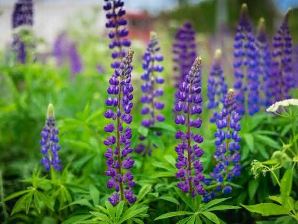 Lupinen