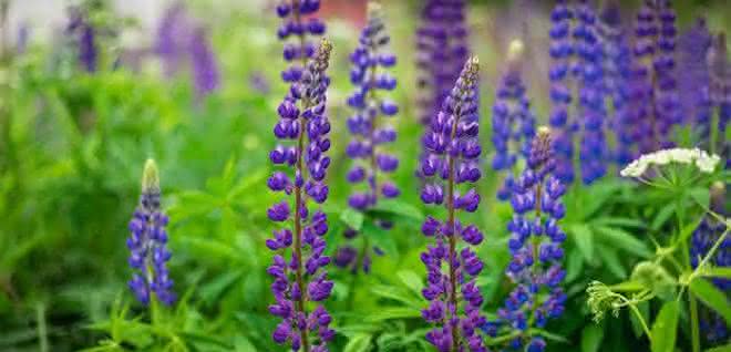 Lupinen
