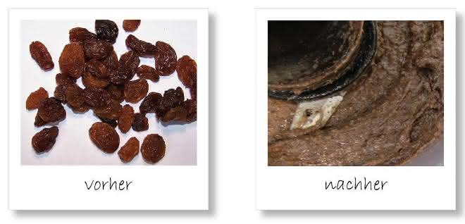 Rosinen vor und nach der Zerkleinerung in der Labormühle Rosinen