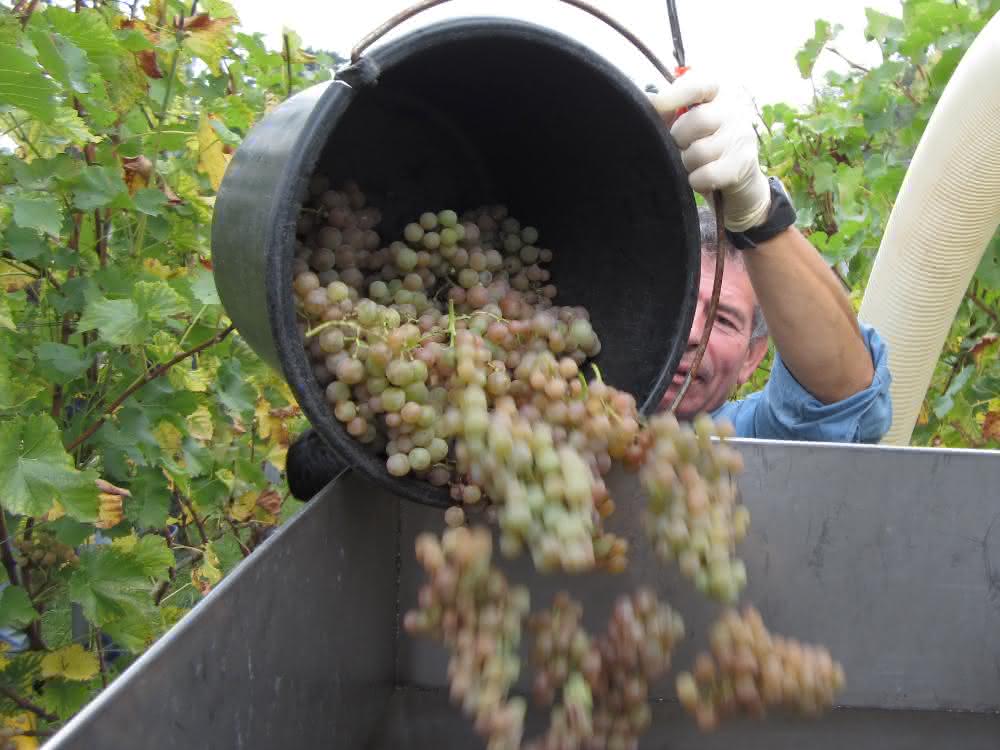 Das Weinaroma wird auch von der Bakterienbesiedelung beeinflusst. Traubenernte