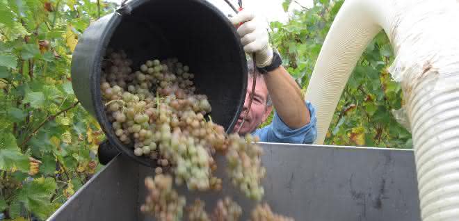 Das Weinaroma wird auch von der Bakterienbesiedelung beeinflusst. Traubenernte