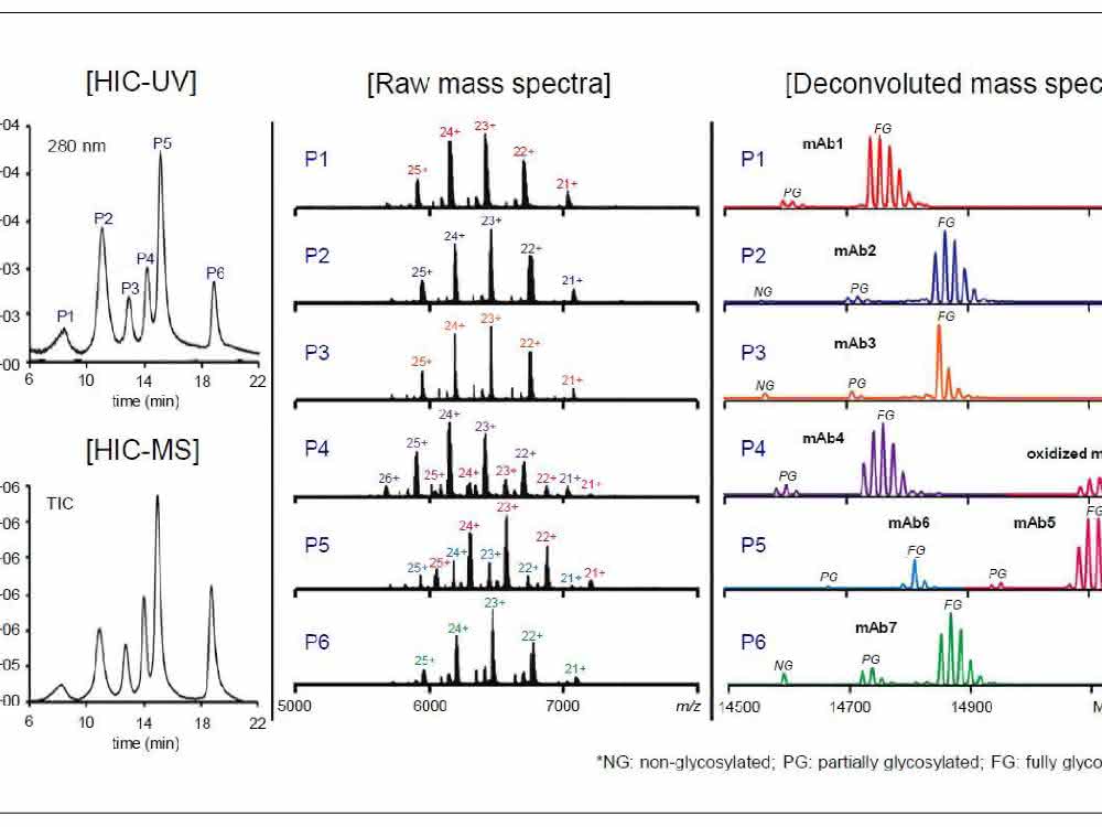 Chromatogramm und Massenspektren einer MAb-Mischung