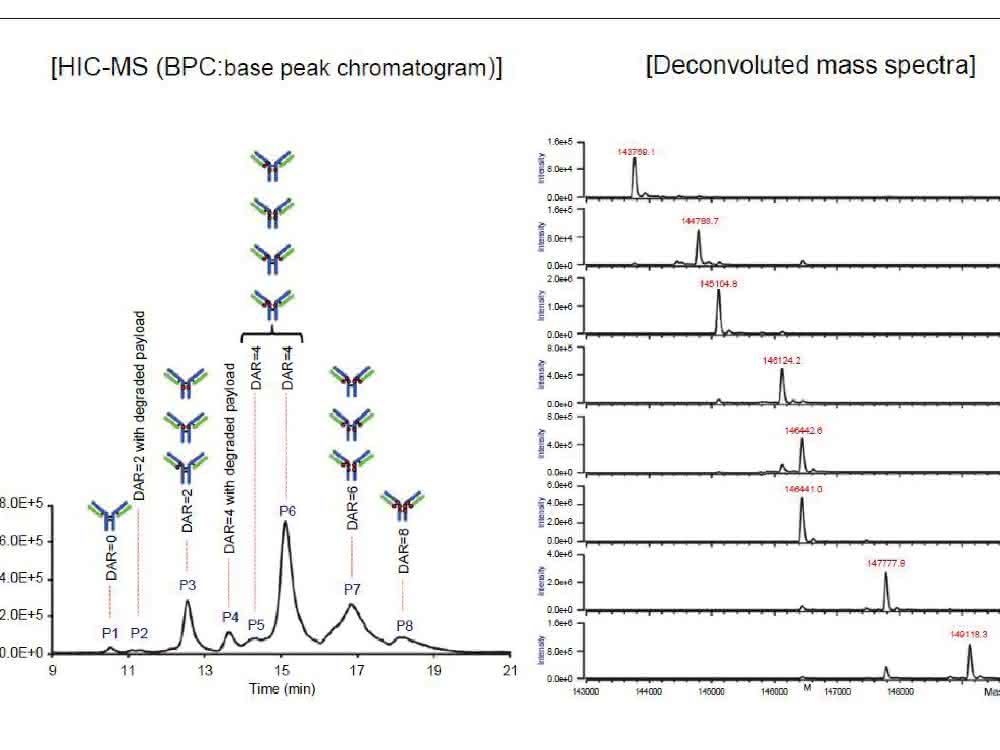 DAR-Bestimmung (Zuordnung zu Peaks) und Massenspektren der SigmaMAb-ADC-Mimik