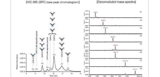 DAR-Bestimmung (Zuordnung zu Peaks) und Massenspektren der SigmaMAb-ADC-Mimik